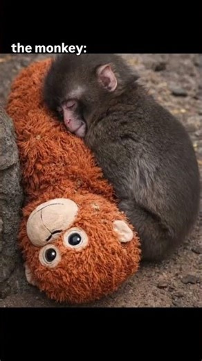 A bond that will melt your heart! 🧸🐒🥺 #shorts #PunchTheMonkey #pawsandpranks