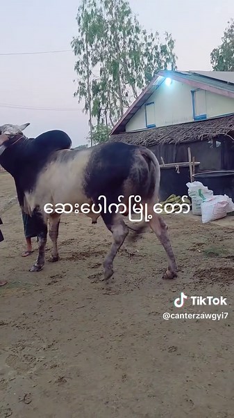 မူရင်းအသံ - 🇲🇲 📚Ye Naing✍🏻 🇲🇾 - 🇲🇾 📚Ye Naing✍🏻 🇲🇲 ပါဝင်သည့် Canter Zaw Gyi (@canterzawgyi7) ၏ ဗီဒီယိုများ