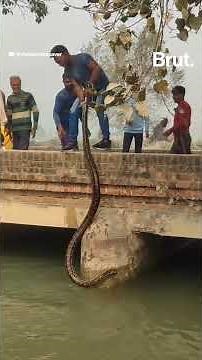 Watch how a man rescued a giant python from a village in Uttar Pradesh…