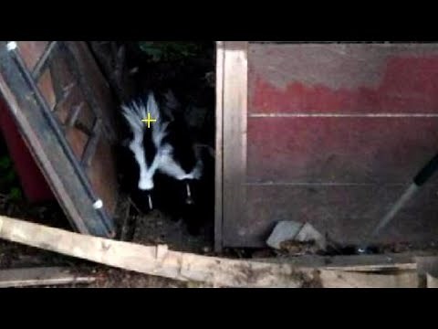 Skunks living under your shed? Getting rid of skunks and preventing them from coming back.