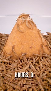 67K views · 351 reactions | Mealworms vs. Pastry Visit https://wormlapse.info and share your ideas on what to feed the worms! #food #Mealworms #timelapse | WormLapse | Facebook