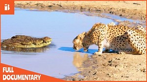 12K views · 169 reactions | 12 Brutal Moments When Animal Fights Caught On Camera | Animal World Us | Facebook