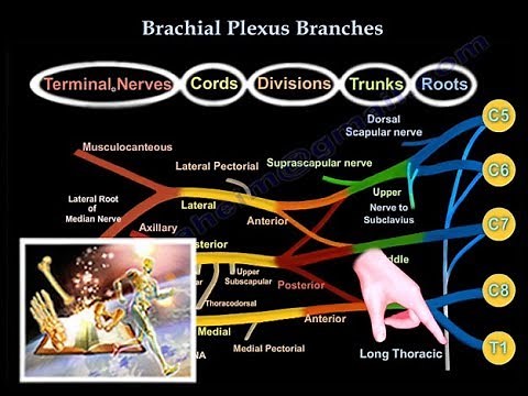 Brachial Plexus Branches - Everything You Need To Know - Dr. Nabil Ebraheim