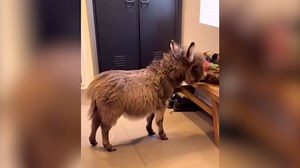 Baby donkey moved into the house - and found his forever best friend