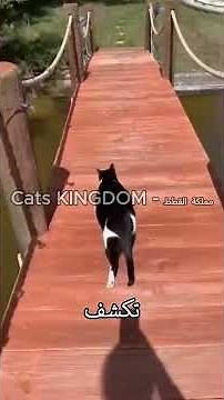 أفضل الأماكن لمداعبة القطط 🐈🥰 أسرار تجعل قطتك تثق بك وتحبك أكثر!