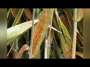Leaf Rust of Wheat | Symptoms, Causes & Complete Control Guide 🌾 #rust #disease #wheat
