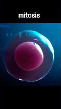 Mitotic and Meiotic Cell Division | Full Guide | Biology Simplified