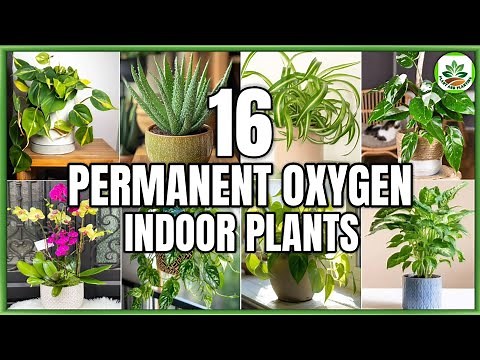 16 Permanent Oxygen Producing Indoor Plants | Best Oxygen Plants to Grow | Plant and Planting