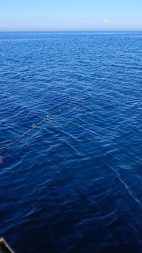 Quando nao dá goraz dá carapau para a braza. Bem bons 😁😁😁😁 | Predadores Do Atlantico