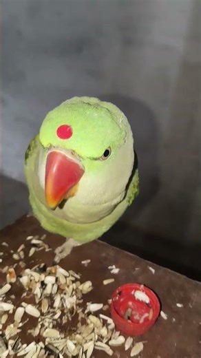 kya kar Raha hai 😂🦜