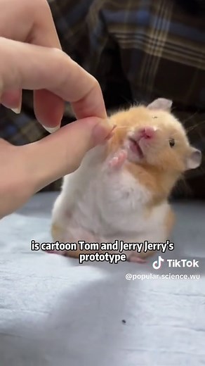 Exploring Different Types of Mice and Rats