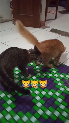 What's this smell 😾 #cat #pets #catlovers