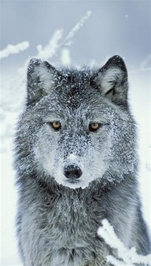 Women for Wolves | How amazing is this stunning drone footage from Xinjiang, in northwest China, shows a wolf pack pushing through nearly one meter of deep... | Instagram