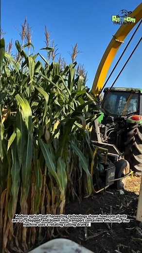 Powerful Corn Silage Harvester in Action – Fast Farming Technology That Boosts Productivity!