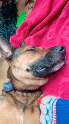 Her falling asleep while cuddling is the cutest thing ever