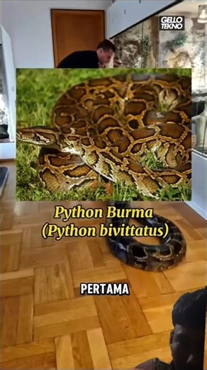 inilah 3 jenis ular terpanjang dan besar di dunia🙀#shorts