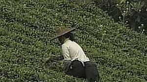 Petani Tradisional Cina Beralih ke Teh Organik