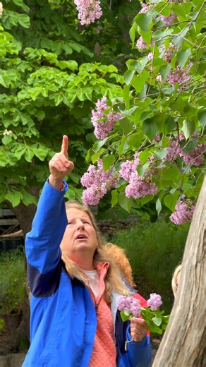 Lilac walks, Lilac talks, and all things Lilacs! From Nature Tours and Planting Seminars to MSU Master Gardener Programs and walking tours, the Mackinac Island Lilac Festival is in full bloom with color, fragrance, and fun! 💜 | Mackinac Island Tourism Bureau