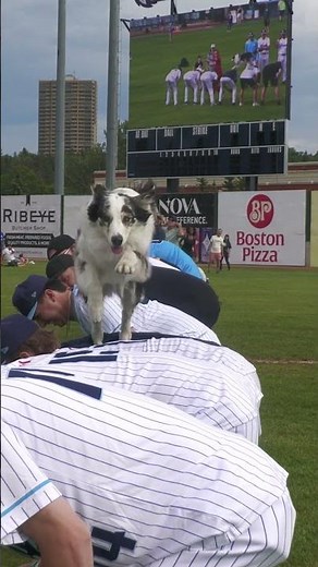 Australian shepherd jumps across 56 people to set world record