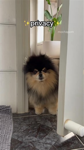 2.7M views · 109K reactions | Compilation of Mocha reels! Happy watching  #pomeranian #dog #dogparent #fluffydog | Mocha Pom | Facebook