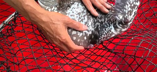 monster Fish keeping on Instagram: "Fish hand breeding technique"