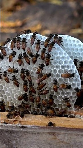 New honeycombs #honey #beefarm #beekeeper #beekeeping #honeybees #udumalpet #beehive #honeycomb