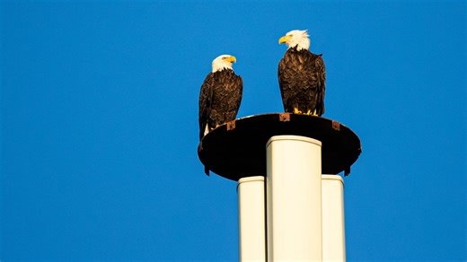 For the birds: Wintering species making their way to Southwest Florida for the season