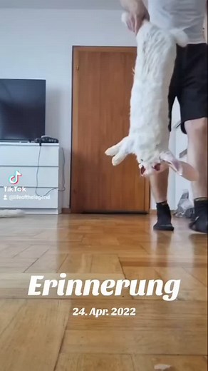 @fabian.zeitz | Vor 3 Jahren als sie noch klein und schmächtig war 😃 #enclosure #terraristik #tigerpython #burmesepython #reptilekeeper #amazing... | Instagram