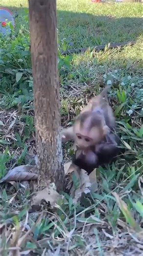 🐒 Baby Monkey Drinks Milk While Hanging on a Tree | BiBi family