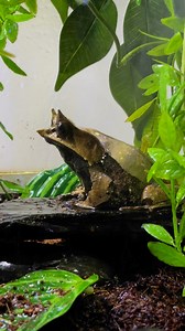 Happy World Frog Day! 🐸 Today, we’re shining a spotlight on our Malayan leaf frog, a master of disguise with its incredible leaf-like appearance. Frogs and other amphibians play a crucial role in ecosystems, yet many species face threats from habitat loss, climate change, and disease. Protecting them means protecting the balance of nature! 🌿 | North Florida Wildlife Center