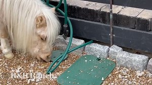 38K views · 2.6K reactions | What one begins, the other one finishes . . . . . . . #dwarfhorse #horse #horses #horsesofinstagram #instahorse #horseriding #horsebackriding #rescuehorse #adoptdontshop #rescuehorse #foal #pony #horseoftheday #showjumping #hunterjumper #equitation #eventing #dressage #ottb #equestrian #beautifulhorse #equine #equinephotography #martha #caballo | R&R Ranch Minis | Facebook