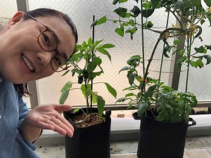 楽しい！ベランダ菜園講座｜たんぽぽ白鳥久美子の手づくり暮らし