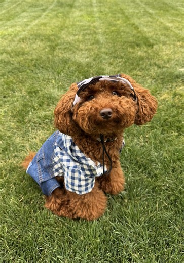 Poodle Ready: Shein Dog Outfit for Sunny Days