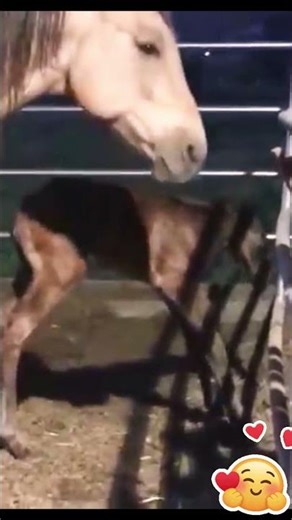 🤎🐎Adorable Twin Foals Playing Together #animals #horse