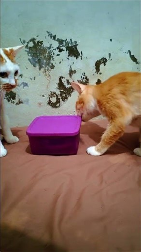 Mission Impossible: The Purple Box Heist 😼#shorts #orangecat #smartcat