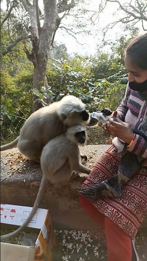 Langur mother's child fighting for water