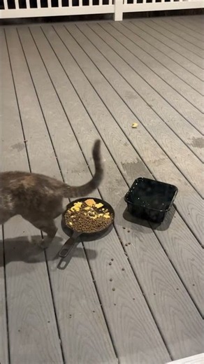 Kitty City is live! August 1 2026 Saturday Night