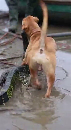 Dog Fights Monitor Lizard to Protect Owner! 🐊🐶 #DogHero #AnimalRescue #LoyalDog
