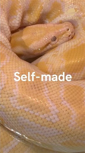 Cozy Carpet Python 😂 Yellow Scarf-like | When You Create Your Own Comfort #shorts