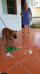 cão passando pano para dona maria.