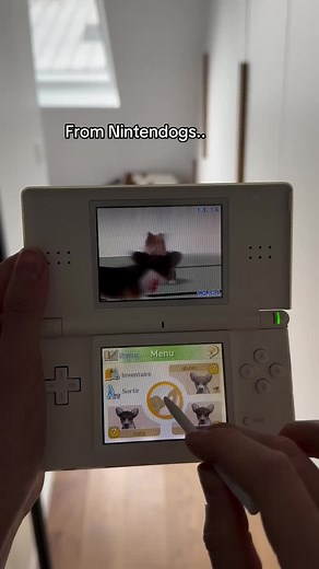 Tellement nostalgique de Nintendogs 🐶 (Désolé pour ceux qui l’ont déjà vu sur TikTok, je suis vraiment aléatoire dans les reposts) #corgi #corgipuppy #dog #dogsofinstagram #corgiworld #corgipuppy #corgivideo #corgisareawesomee #corgination #corgilife #corgilifestyle #corgisoftheworld #doglover #love #cutedog #cutie #cute #gluteninparis #nintendogs #nintendo