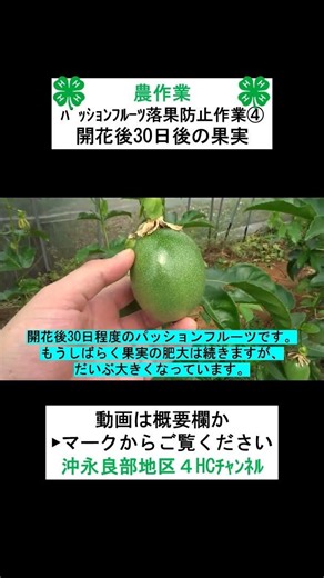 【農作業】パッションフルーツの落果防止作業④