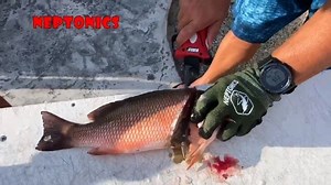 The Bubba Blade Electric Fillet Knife will get the job done in a fraction of the time! It is loaded with features and comes with everything you need to make cutting up fish easy. Blade styles include — 7” E-FLEX, 9” E-FLEX, 9” E-STIFF and 12” E-STIFF. Blades reflect the legendary tapered flex and stiff fillet knives. They are constructed out of high carbon stainless-steel and coated with titanium nitrite, making them extremely corrosion resistant. Link in bio for more info! . . . . . #florida #f