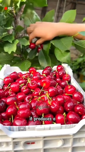 If you want your garden to look like this, start today by planting Dwarf Cherry | Terra Nursery