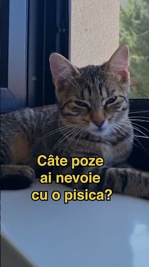 Cate poze ai nevoie cu pisica ta? Pisicuta noastra Luna e foarte fotogenica! #short #shorts