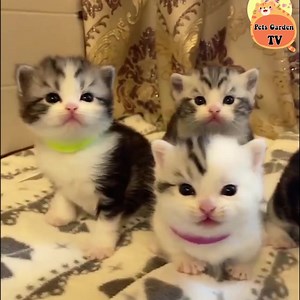 Cute kittens 😻 | Cats So Cute