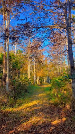 54 reactions · 3 comments | Autumn in southwest Florida arrives a bit later and the one area we get to see some beautiful foliage is in a bald cypress forest. #florida #autumn #november #floridafall #foliage #cypress #trees #takeahike #nature #reeloftheday #naples #swfl #wildfloridat | Colleen Marie | Facebook