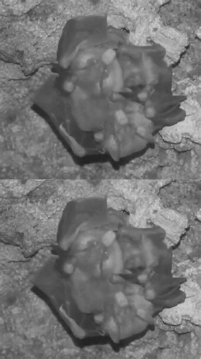 Spectral bats form 'cuddle balls' and like to hug