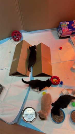 Morning playtime - 5 week old foster kittens