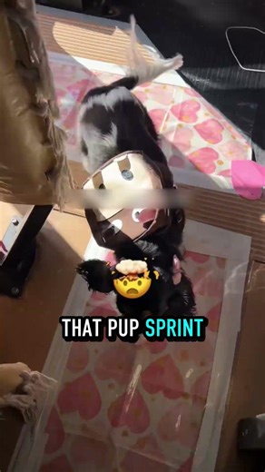 They Really Just Built a Yellow School Bus for Dog